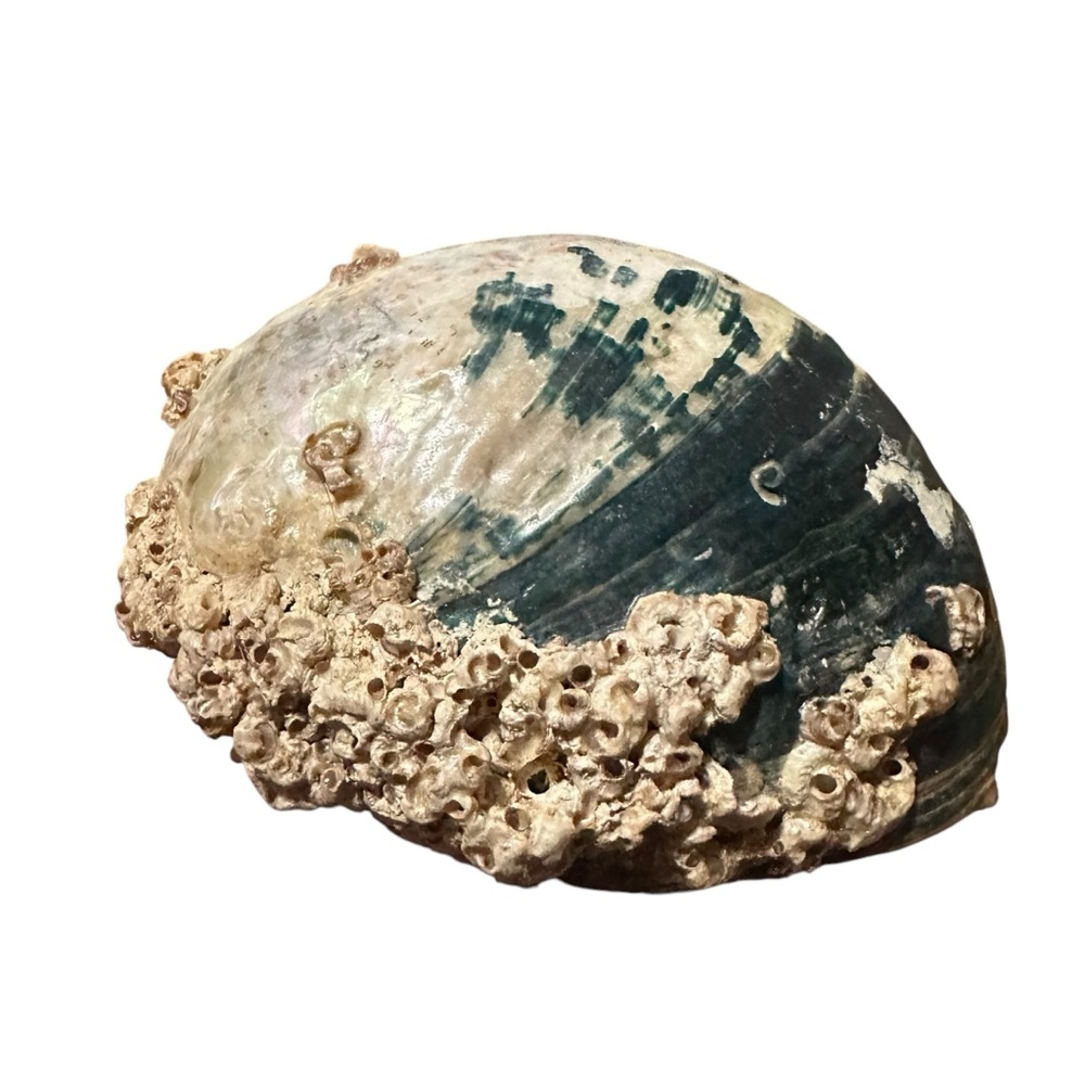 Abalone Sea Shell Beach Nautical Bowl Natural 70s 4.5”x5.5” - Picture 15 of 16